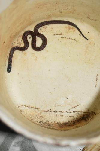 Indistinct Ground Snake