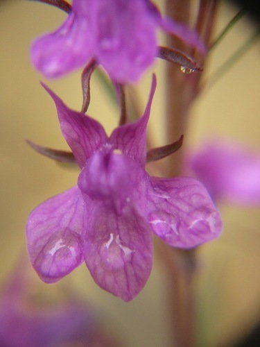 Purple Toadflax