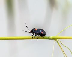 Deraeocoris schach