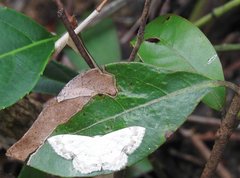 Scopula propinquaria