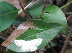 Scopula propinquaria