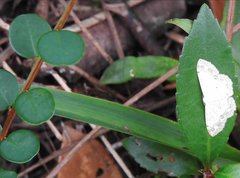 Scopula propinquaria