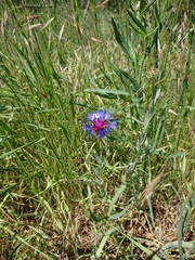 Centaurea depressa