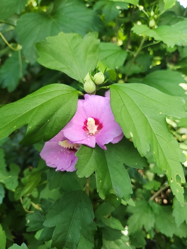 Hibiscus syriacus