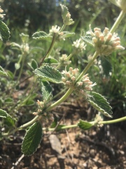 Marrubium parviflorum