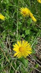Doronicum