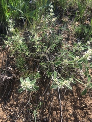 Marrubium parviflorum