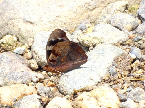 Blind Purplewing