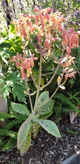 Kalanchoe gastonis-bonnieri