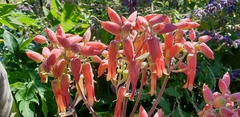Kalanchoe gastonis-bonnieri