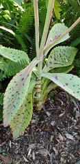 Kalanchoe gastonis-bonnieri