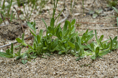 Plagiobothrys collinus