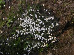 Cassiope lycopodioides