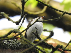 Ficedula