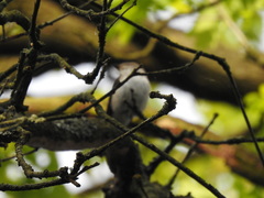 Ficedula