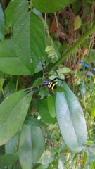 Argiope reinwardti