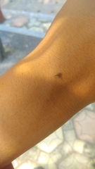 Thiania cupreonitens