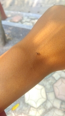 Thiania cupreonitens