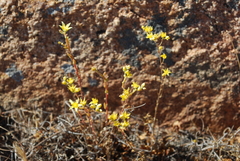 Dudleya variegata