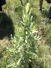 Pyrus elaeagrifolia