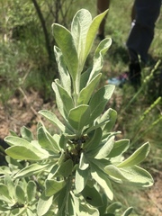 Pyrus elaeagrifolia