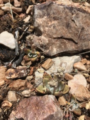 Dudleya abramsii affinis