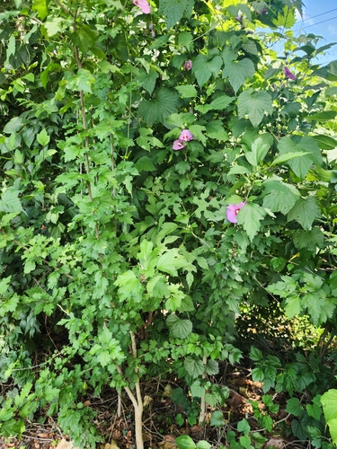 Hibiscus syriacus