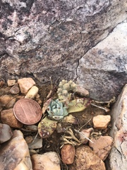 Dudleya abramsii affinis