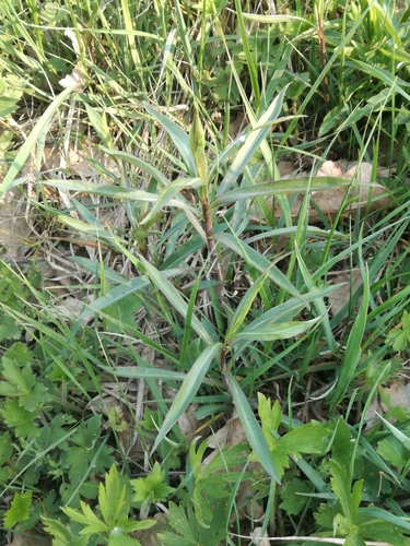 zlatobyľ (Solidago)