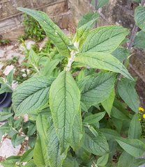 Buddleja davidii