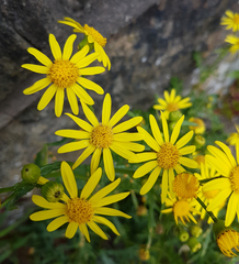 Senecio squalidus