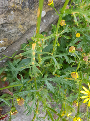 Senecio squalidus