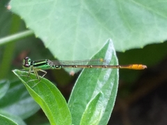 Agriocnemis minima