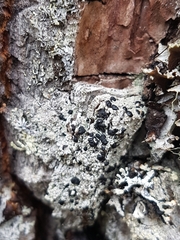 Mycoblastus sanguinarius