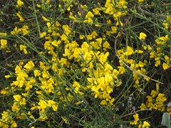 Genista haenseleri