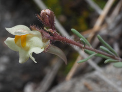 Linaria saturejoides