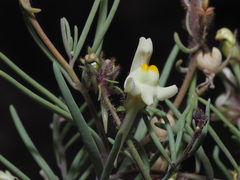 Linaria saturejoides