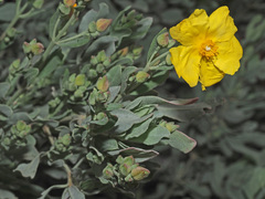 Cistus halimifolius