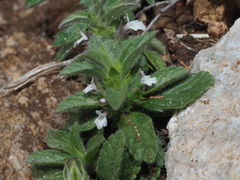 Sideritis romana