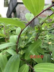 Polygonatum arisanense