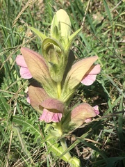 Acanthus dioscoridis