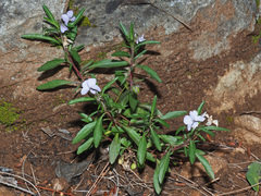 Viola arborescens