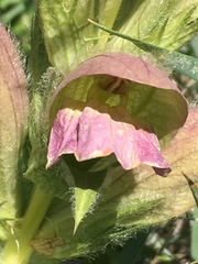 Acanthus dioscoridis