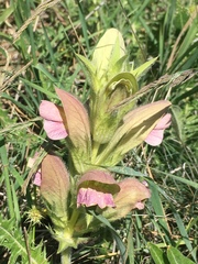 Acanthus dioscoridis