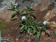 Viola arborescens