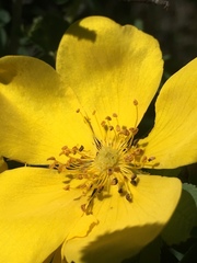 Rosa foetida