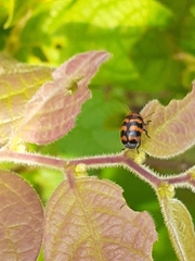 Cryptocephalus trifasciatus