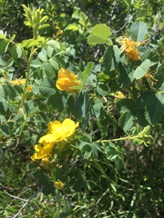 Rosa foetida