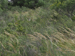 Macrochloa tenacissima