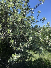 Pyrus elaeagrifolia